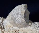 Apiocrinus parkinsoni (SCHLOTHEIM 1820) - Bild &copy; FossNet FossilienStore